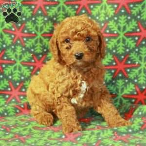 Dolly, Miniature Poodle Puppy