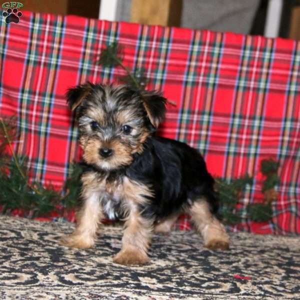 Dolly, Yorkie Puppy