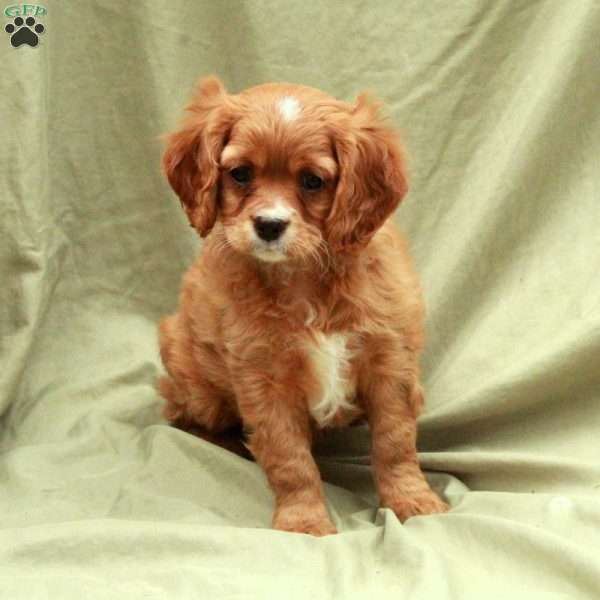 Donner, Cavapoo Puppy