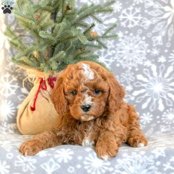 Donner, Cavapoo Puppy