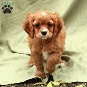 Donner, Cavapoo Puppy