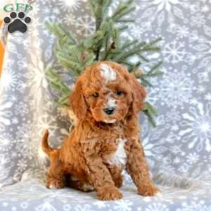 Donner, Cavapoo Puppy