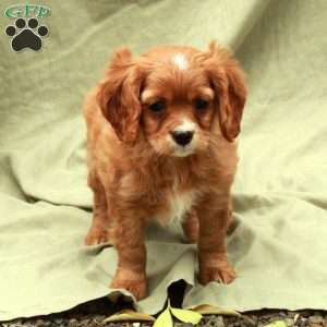 Donner, Cavapoo Puppy