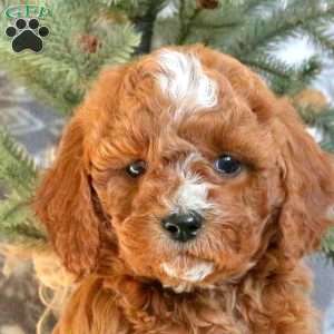 Donner, Cavapoo Puppy