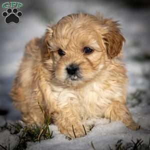 Donut, Shih-Poo Puppy