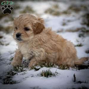 Donut, Shih-Poo Puppy