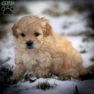 Donut, Shih-Poo Puppy