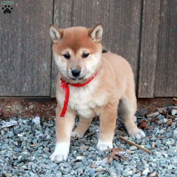 Dora, Shiba Inu Puppy