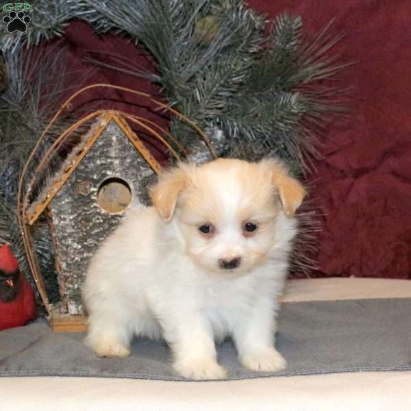 Dora, Maltipom Puppy