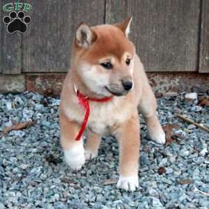 Dora, Shiba Inu Puppy