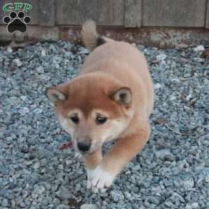 Dora, Shiba Inu Puppy