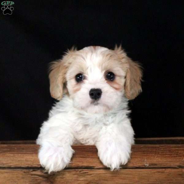 Doreen, Cavachon Puppy