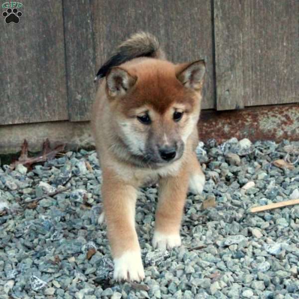 Dorothy, Shiba Inu Puppy