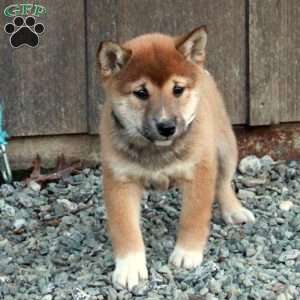 Dorothy, Shiba Inu Puppy