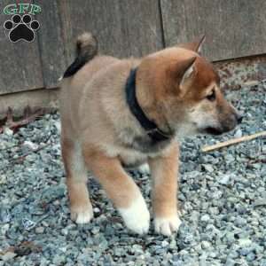 Dorothy, Shiba Inu Puppy