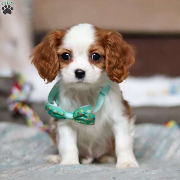 Douglas, Cavalier King Charles Spaniel Puppy