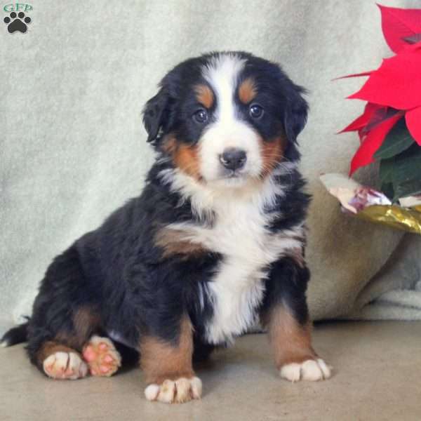 Drew, Bernese Mountain Dog Puppy