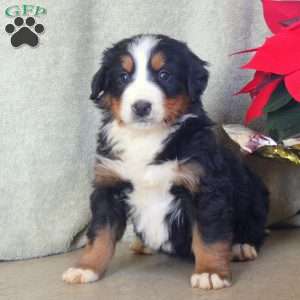 Drew, Bernese Mountain Dog Puppy