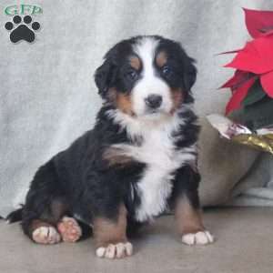 Drew, Bernese Mountain Dog Puppy