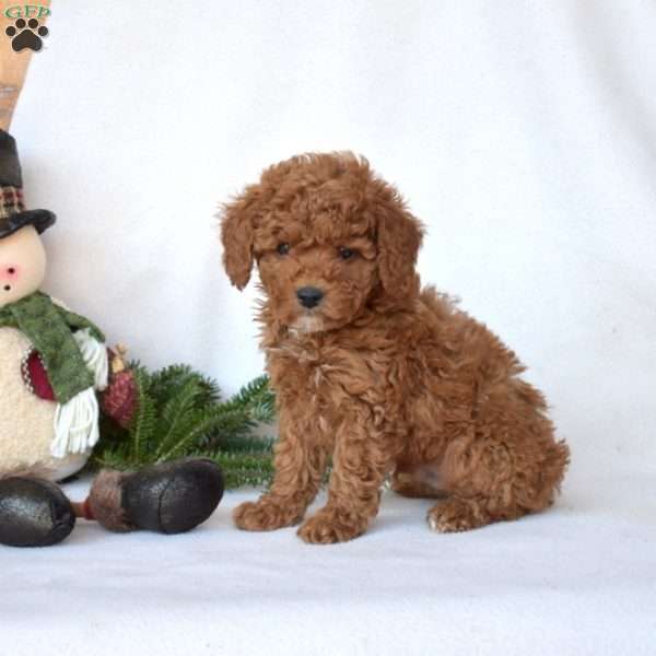 Drifter, Toy Poodle Puppy