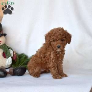 Drifter, Toy Poodle Puppy