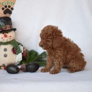 Drifter, Toy Poodle Puppy