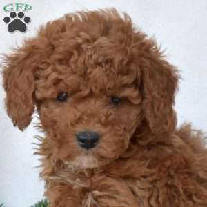 Drifter, Toy Poodle Puppy