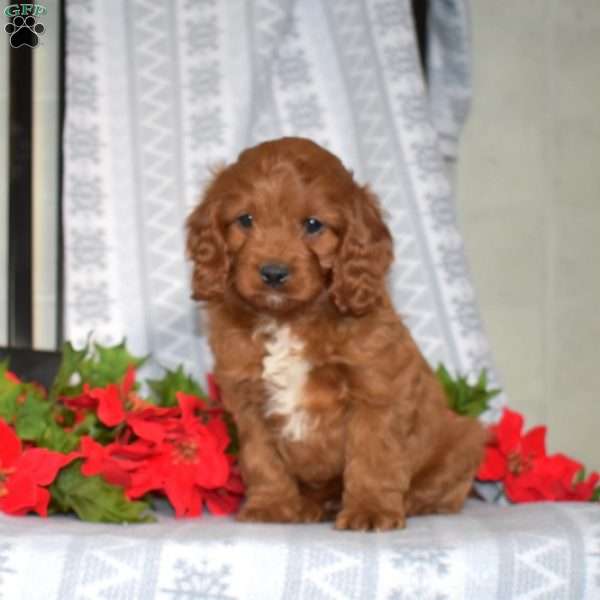 Drummer, Cavapoo Puppy