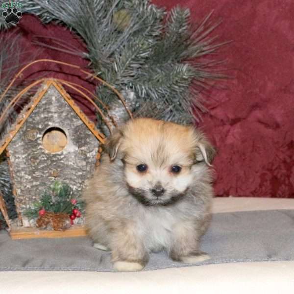 Dudley, Maltipom Puppy