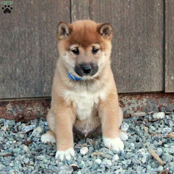 Duke, Shiba Inu Puppy