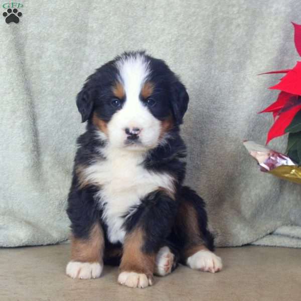 Duke, Bernese Mountain Dog Puppy