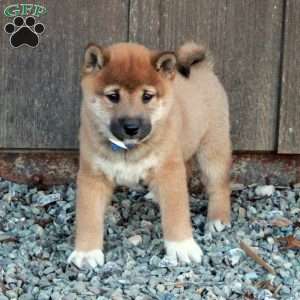 Duke, Shiba Inu Puppy