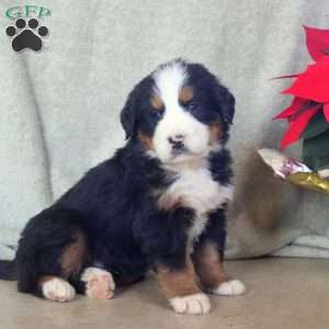 Duke, Bernese Mountain Dog Puppy