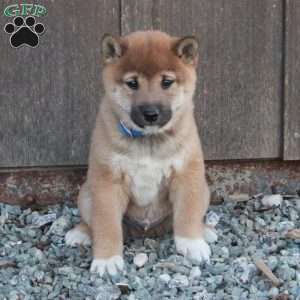 Duke, Shiba Inu Puppy