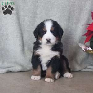 Duke, Bernese Mountain Dog Puppy