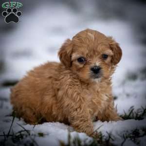 Duncan, Shih-Poo Puppy