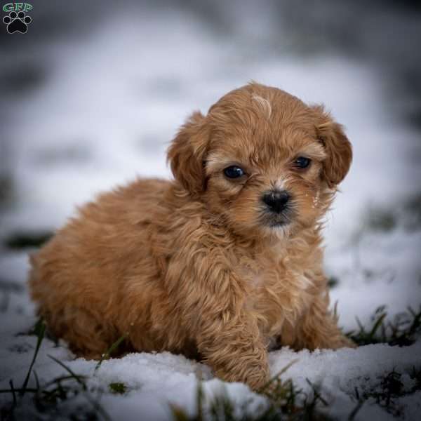 Duncan, Shih-Poo Puppy