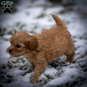 Duncan, Shih-Poo Puppy