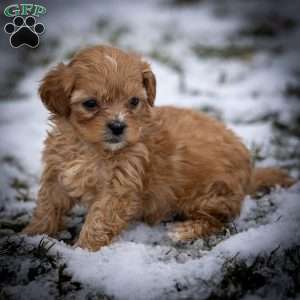 Duncan, Shih-Poo Puppy