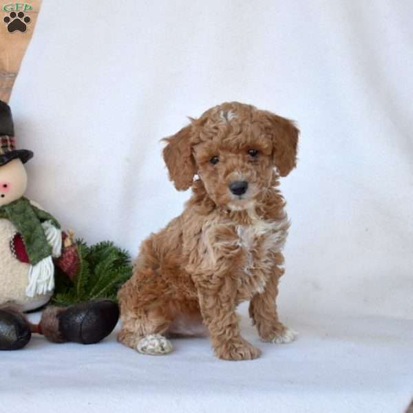 Dusty, Toy Poodle Puppy