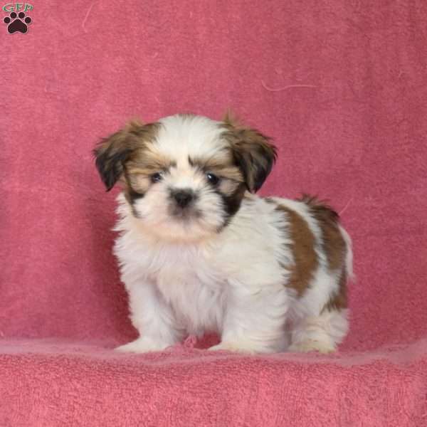 Dusty, Shih Tzu Puppy