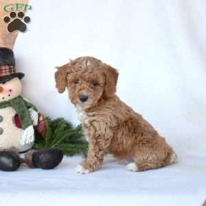 Dusty, Toy Poodle Puppy