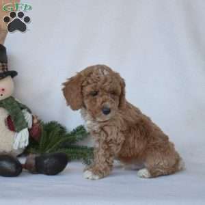 Dusty, Toy Poodle Puppy