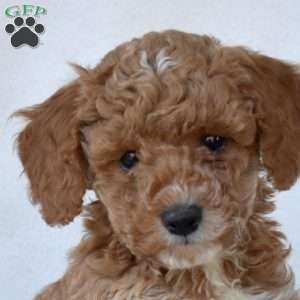 Dusty, Toy Poodle Puppy