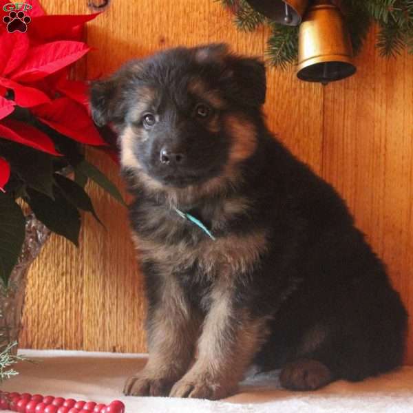 Dylan, German Shepherd Puppy