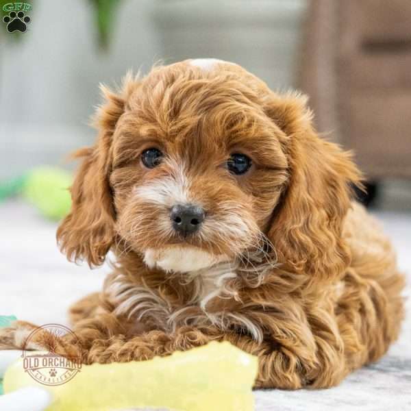 Birdie, Cavapoo Puppy