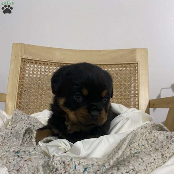 Bailey, Rottweiler Puppy