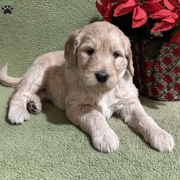 TINSEL, Goldendoodle Puppy