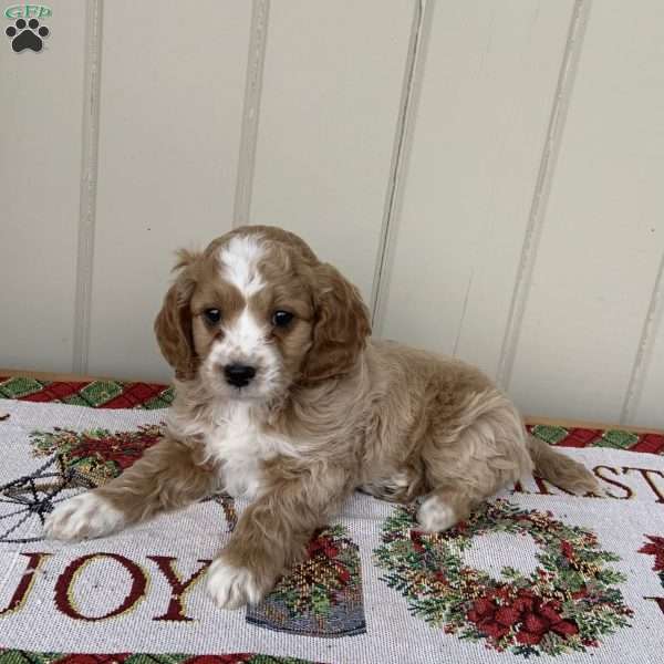 Jake, Cockapoo Puppy