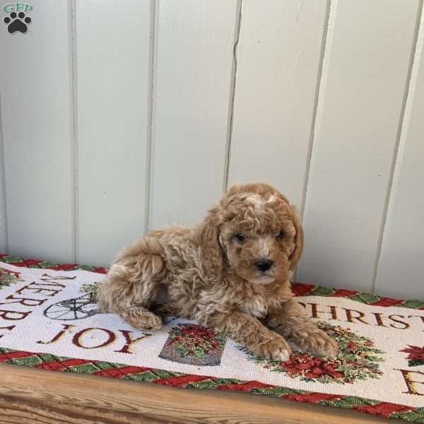 Jolly, Cockapoo Puppy